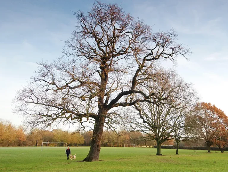 Wickford Area Guide